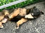 Lila – kleines Hundemädchen möchte endlich ankommen