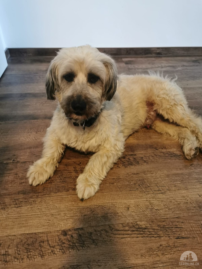Hunde Ausland