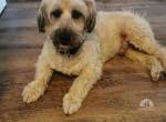 Paulchen- sucht schweren Herzen ein neues Zuhause