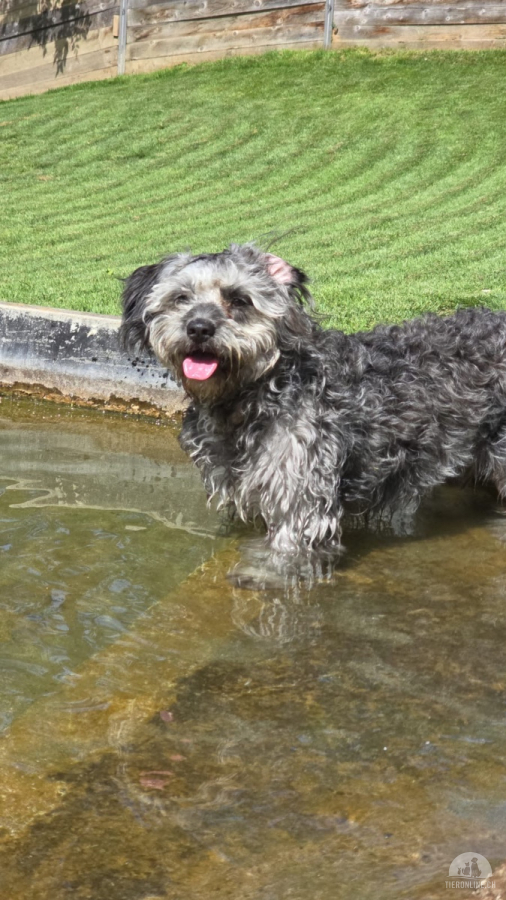 Hunde Schweiz