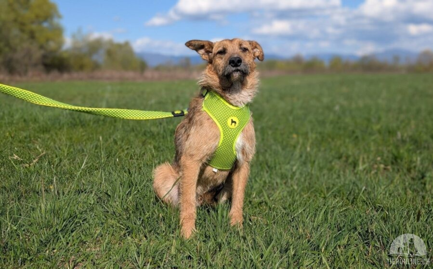 Hunde Ausland