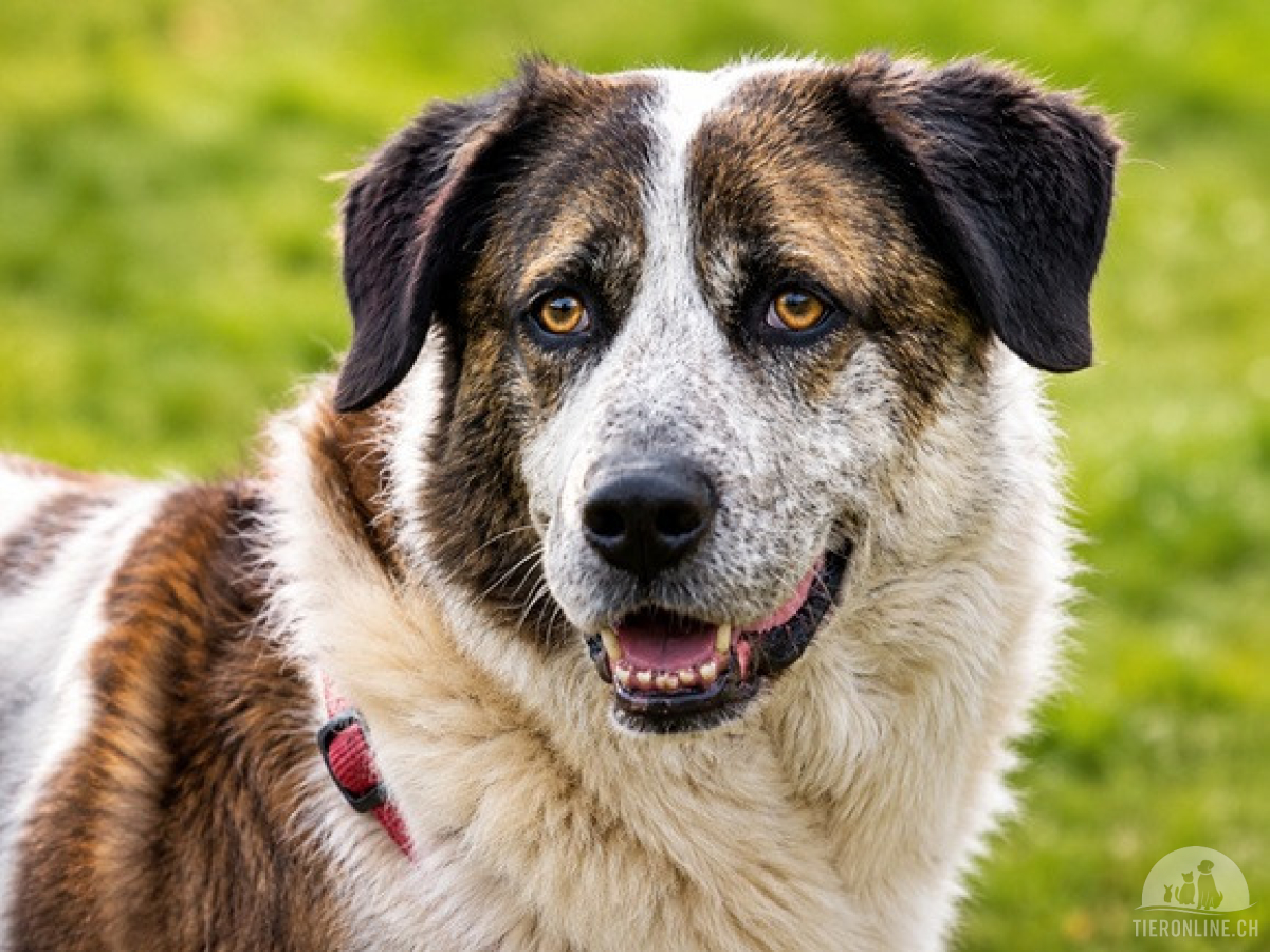 Hunde Ausland