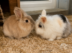 Nagetiere