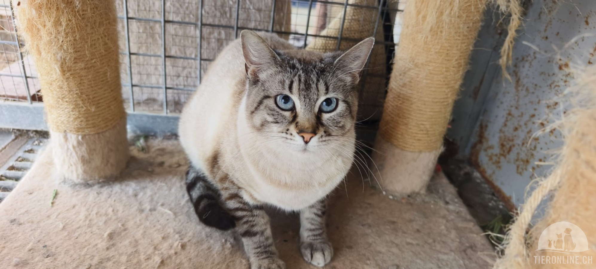 Katzen Ausland