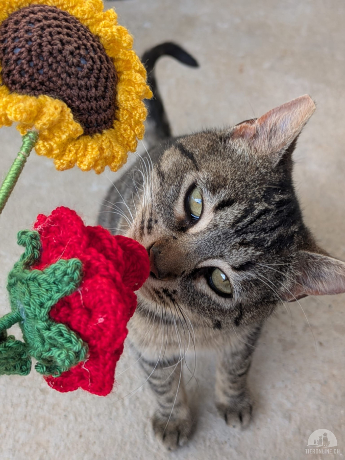 Katzen Ausland