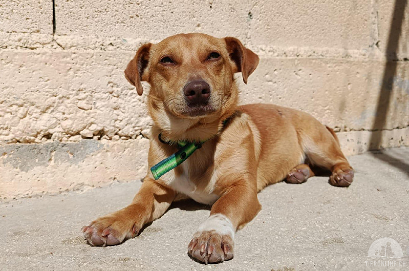 Hunde Deutschland