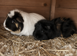 Nagetiere