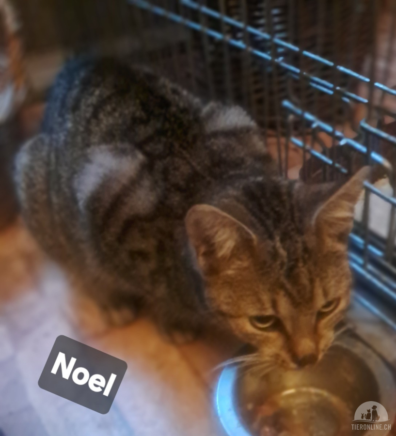 Katzen Ausland