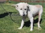 Hund Dorin mit Herz sucht Mensch mit Herz