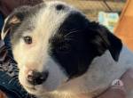 Zauberhafte, kleine Jolie sucht Zuhause