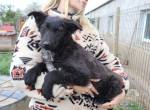 Schüchternes Welpenkind Lia sucht Zuhause
