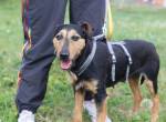 Tama sucht Terrier-Liebhaber
