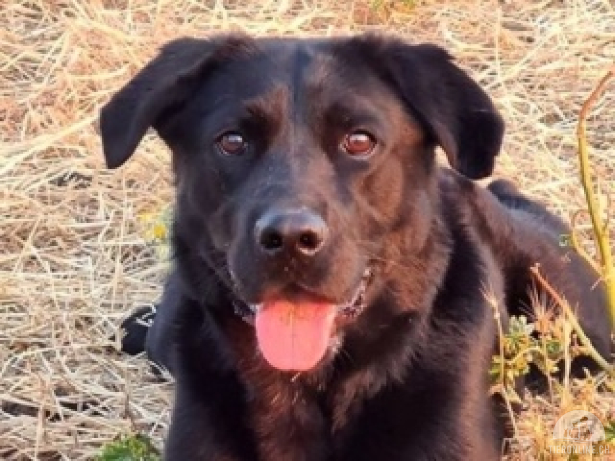 Hunde Ausland