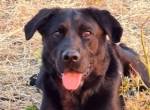 Happy - sehr freundlicher Labrador-Mischling