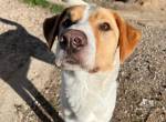 Benny- Sensibler Rüde mit großem Herzen sucht sein Zuhause