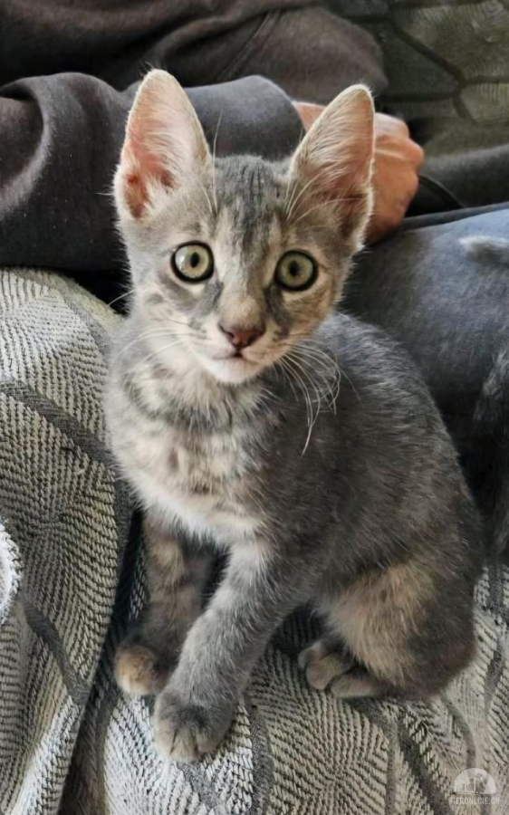 Katzen Ausland