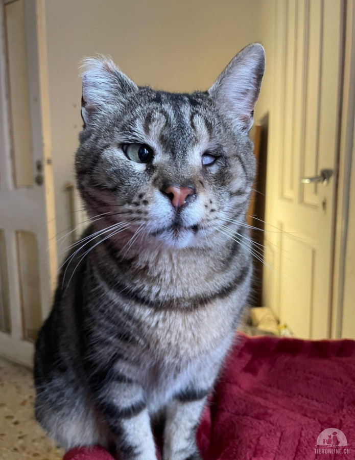 Katzen Ausland