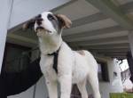 Zuhause gesucht für Monja