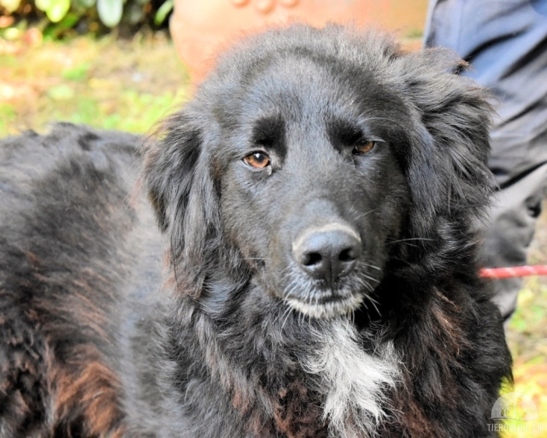 Hunde Ausland