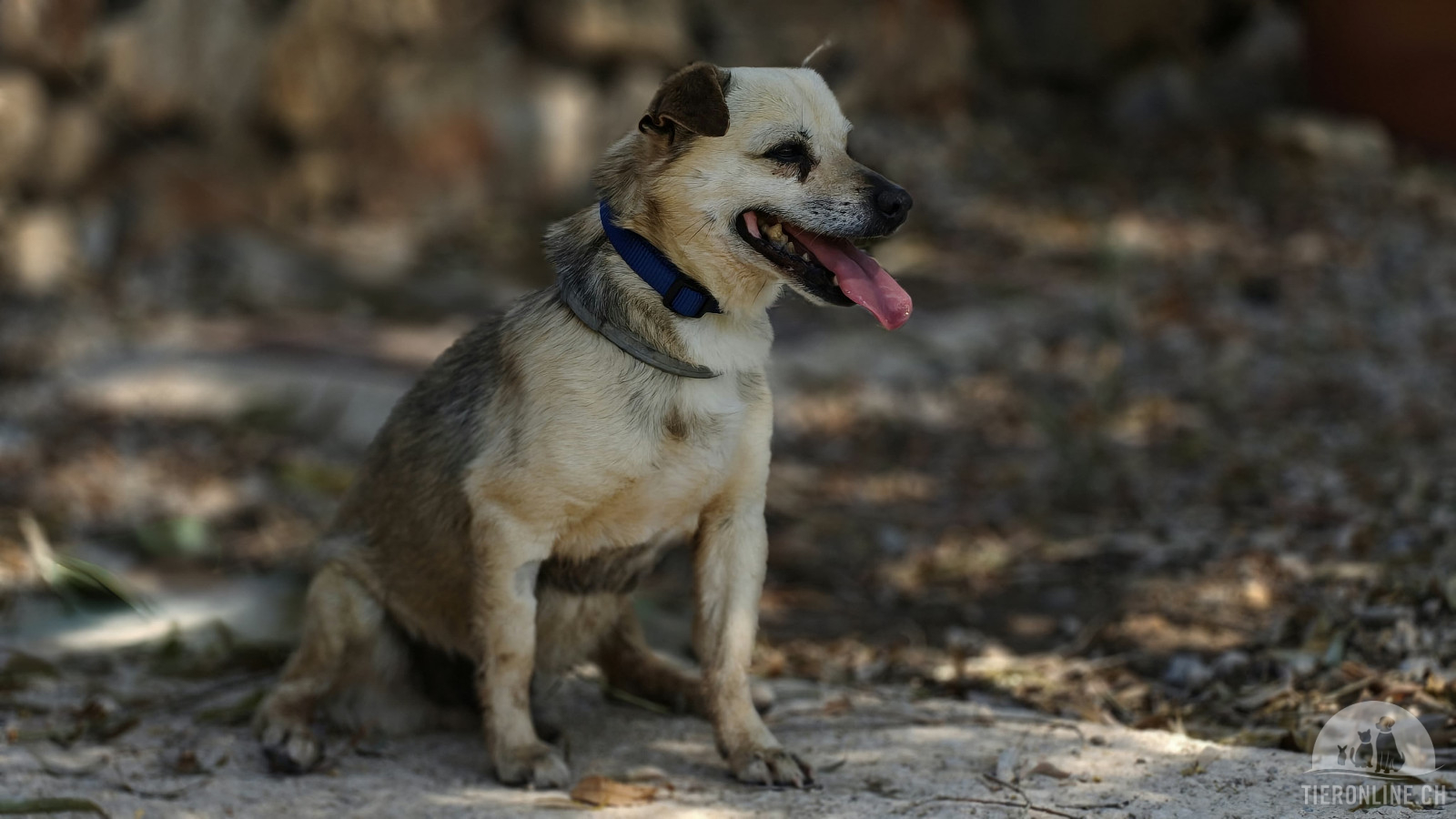 Hunde Ausland