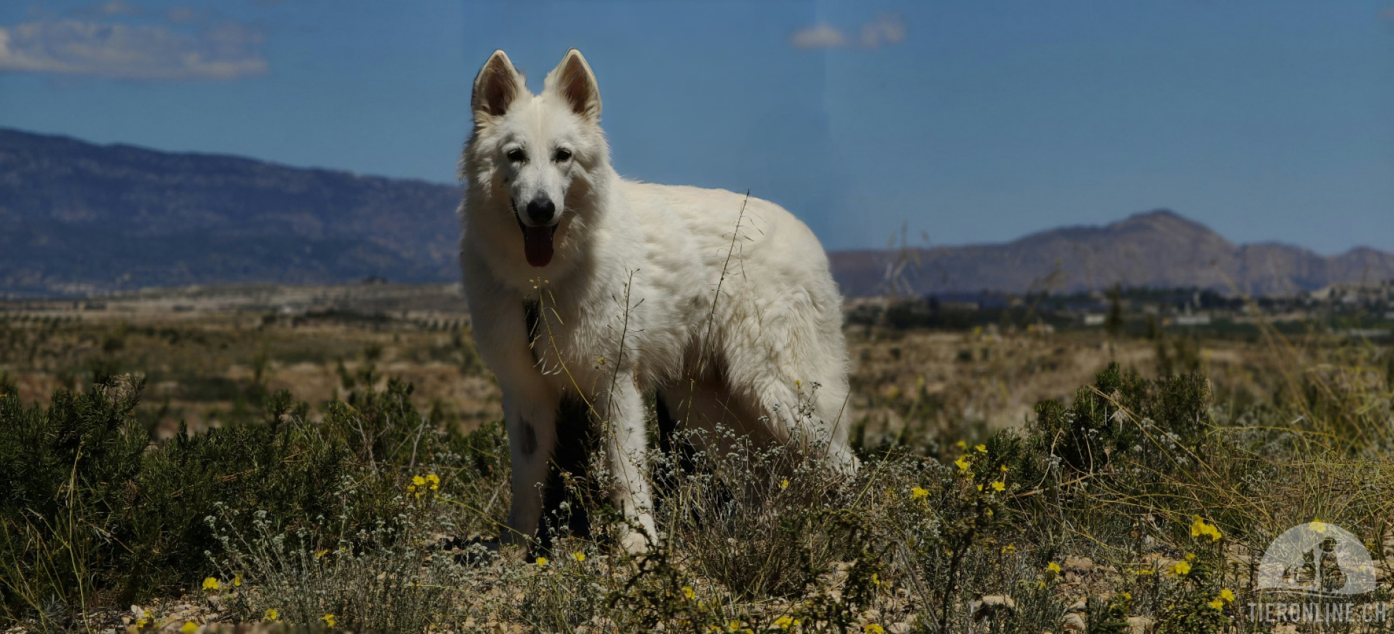 Hunde Ausland