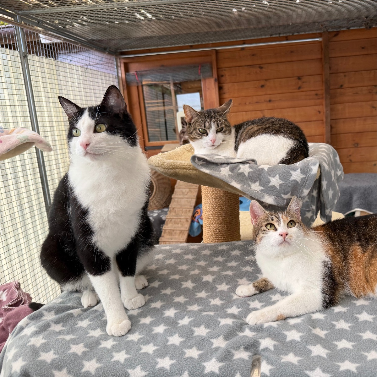 Eliza, Hauskatze – Katze zur Adoption in Zürich (ZH)