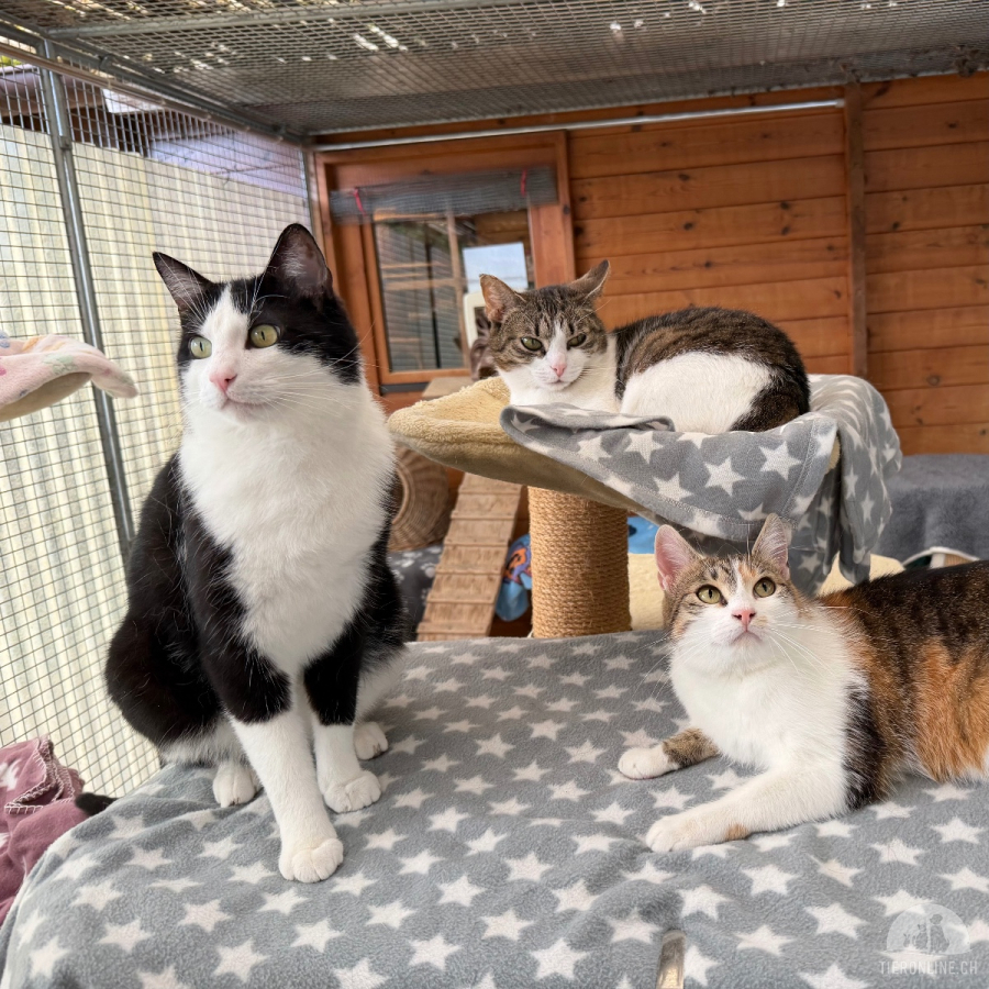 Katzen Schweiz