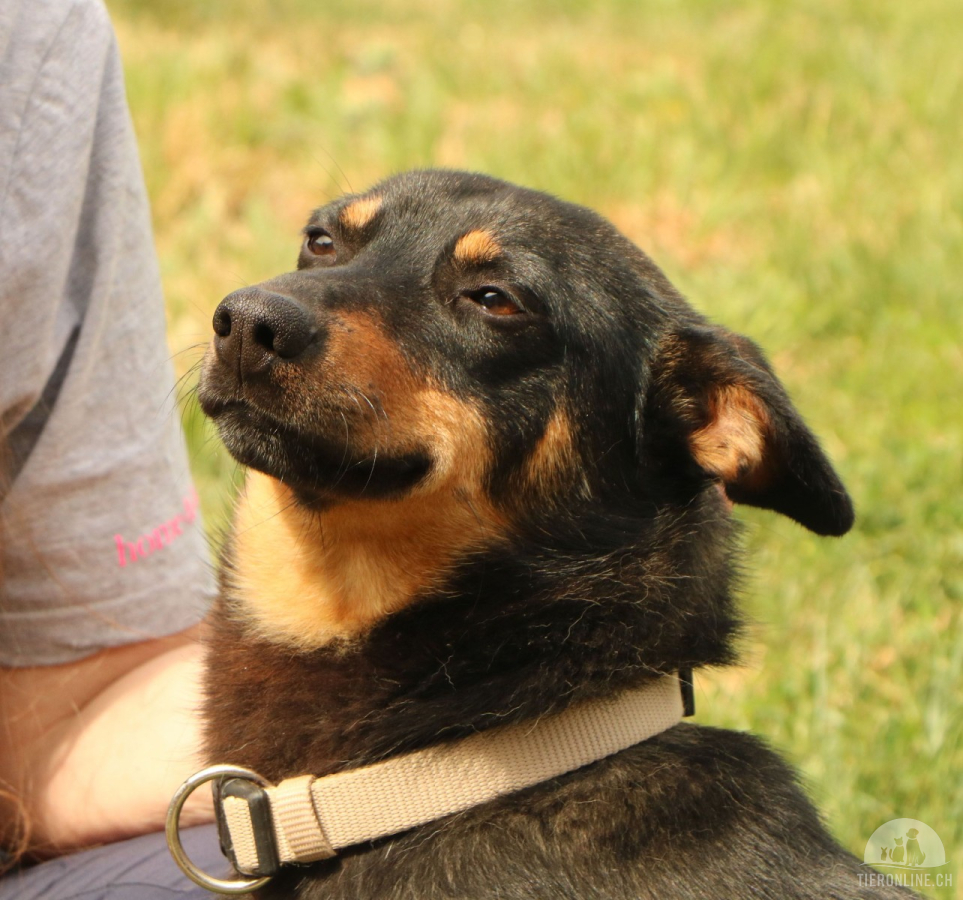 Hunde Ausland