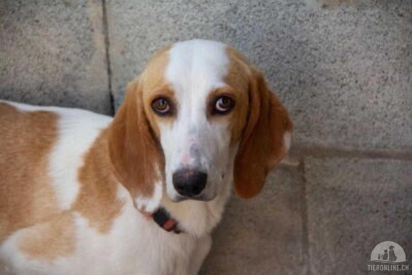 Hunde Ausland