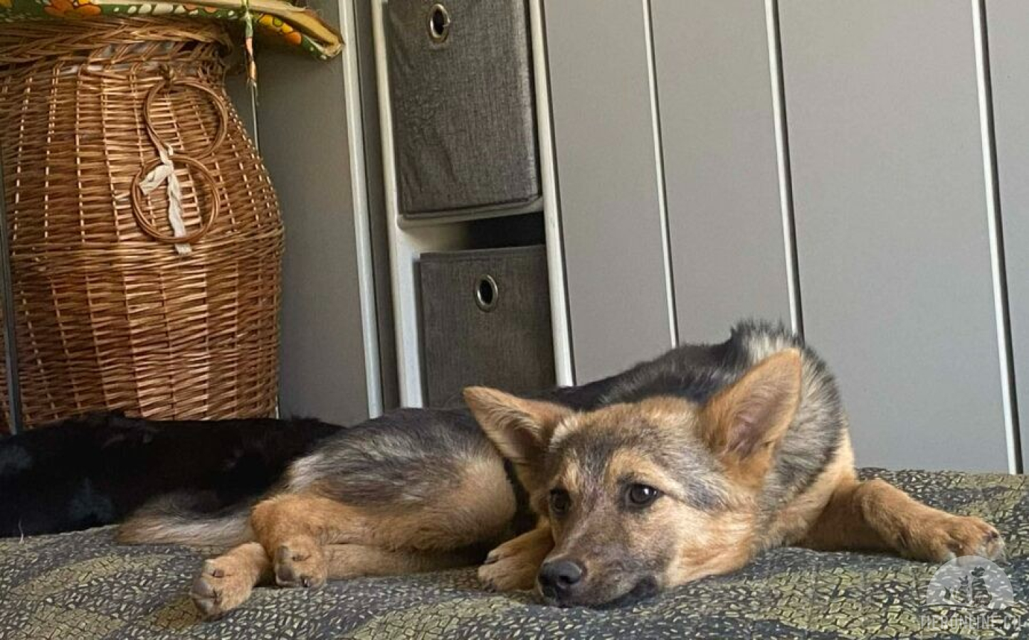 Hunde Ausland