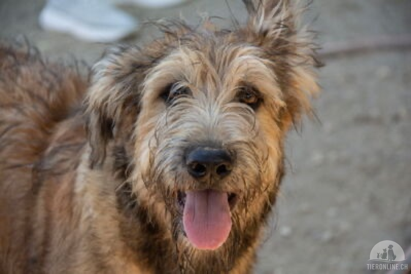 Hunde Ausland