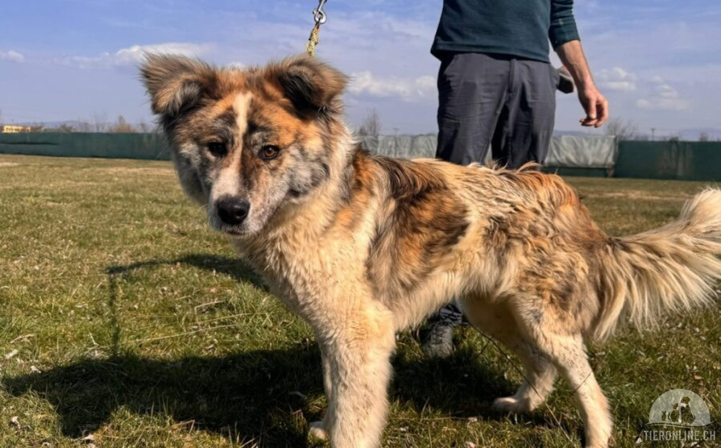 Hunde Ausland