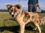 Aktives Zuhause für Caspar gesucht
