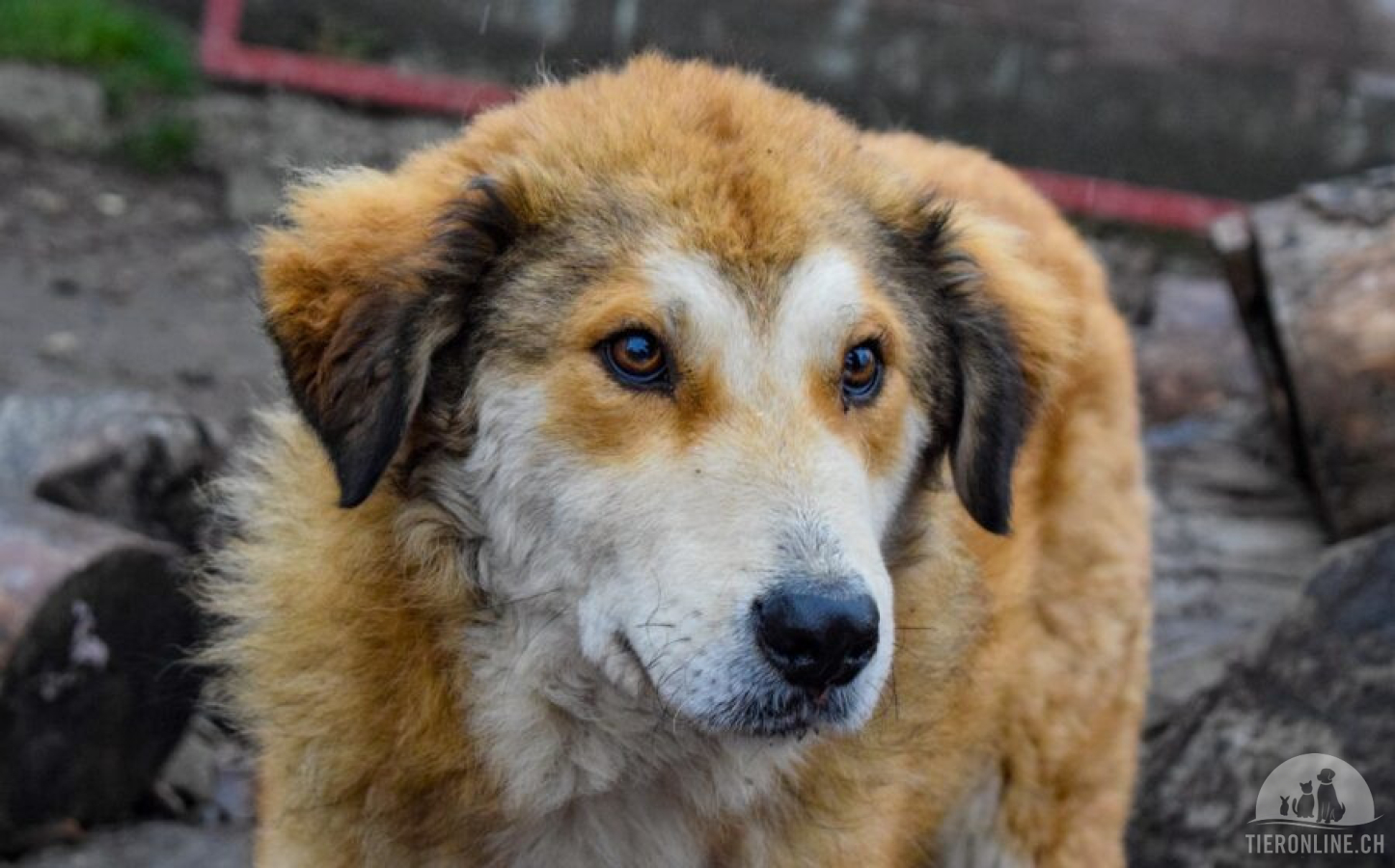 Hunde Ausland