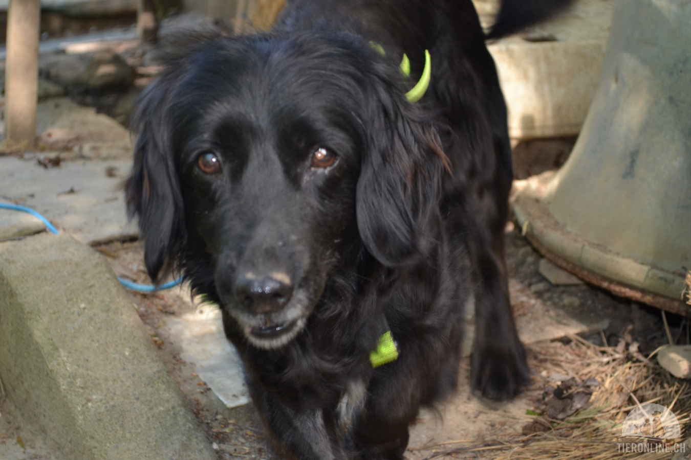 Hunde Schweiz
