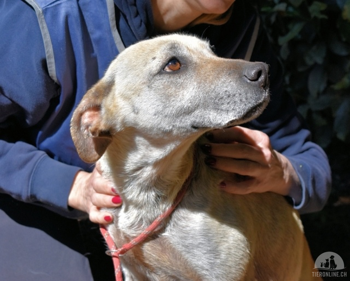 Hunde Ausland