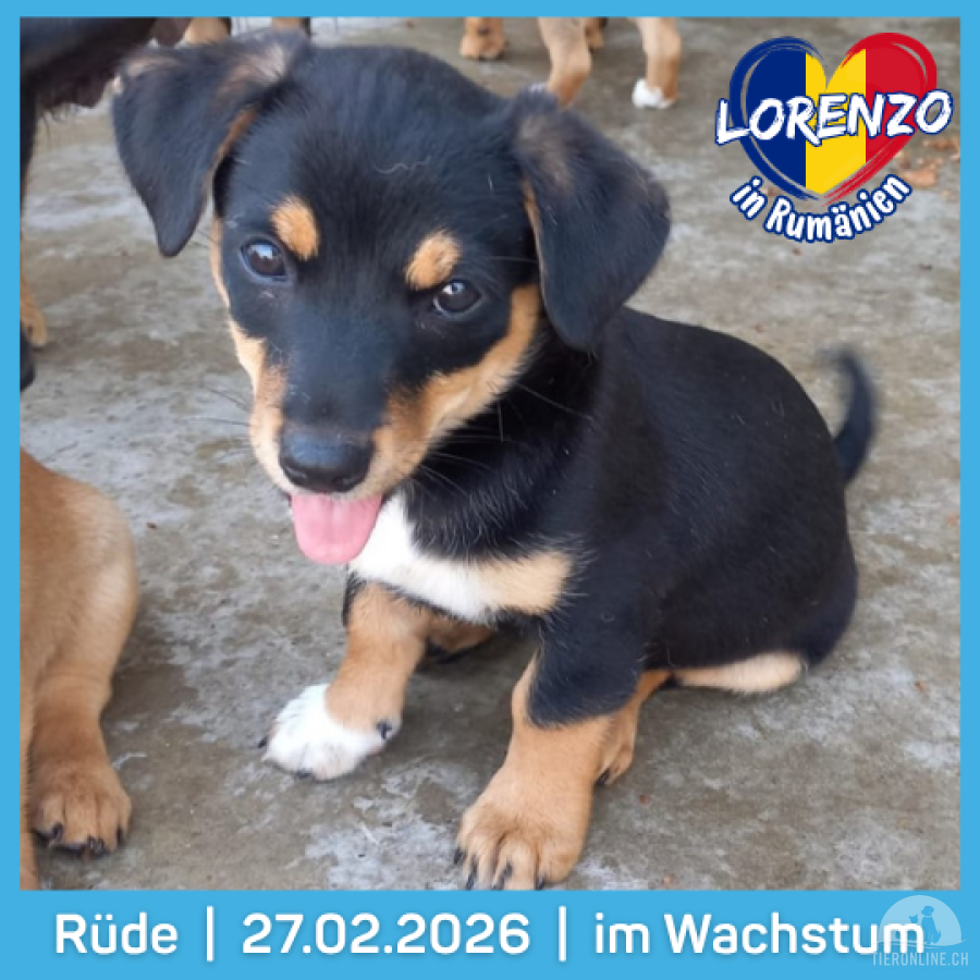 Hunde Ausland