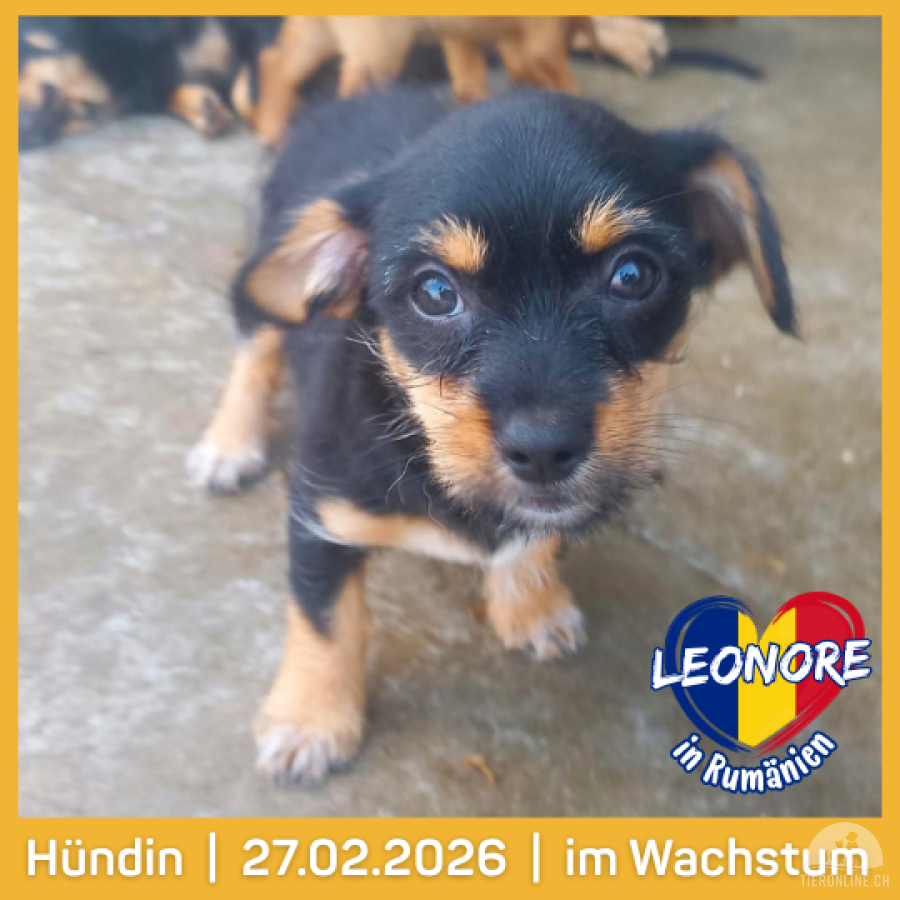 Hunde Ausland