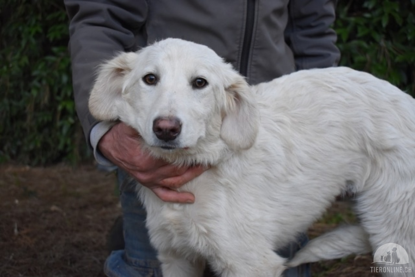 Hunde Ausland