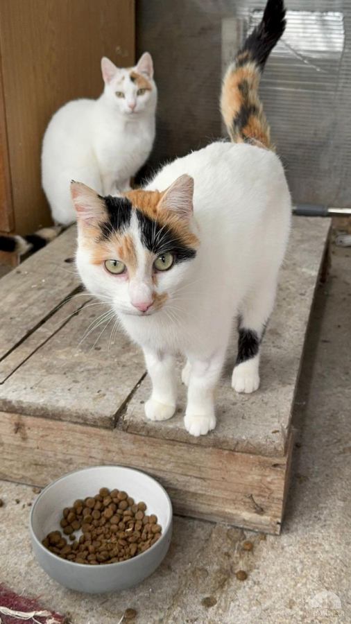 Katzen Ausland