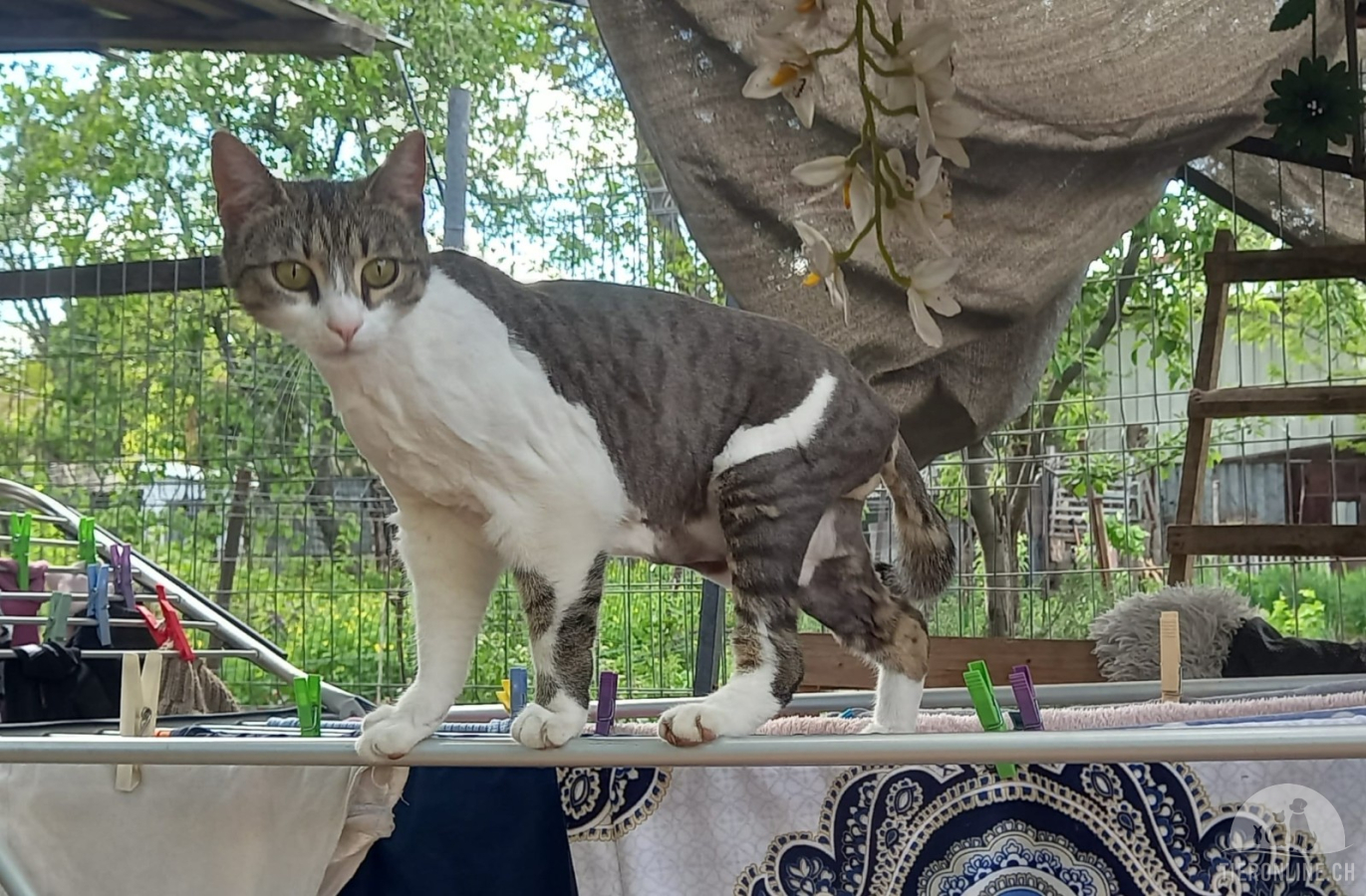 Katzen Ausland