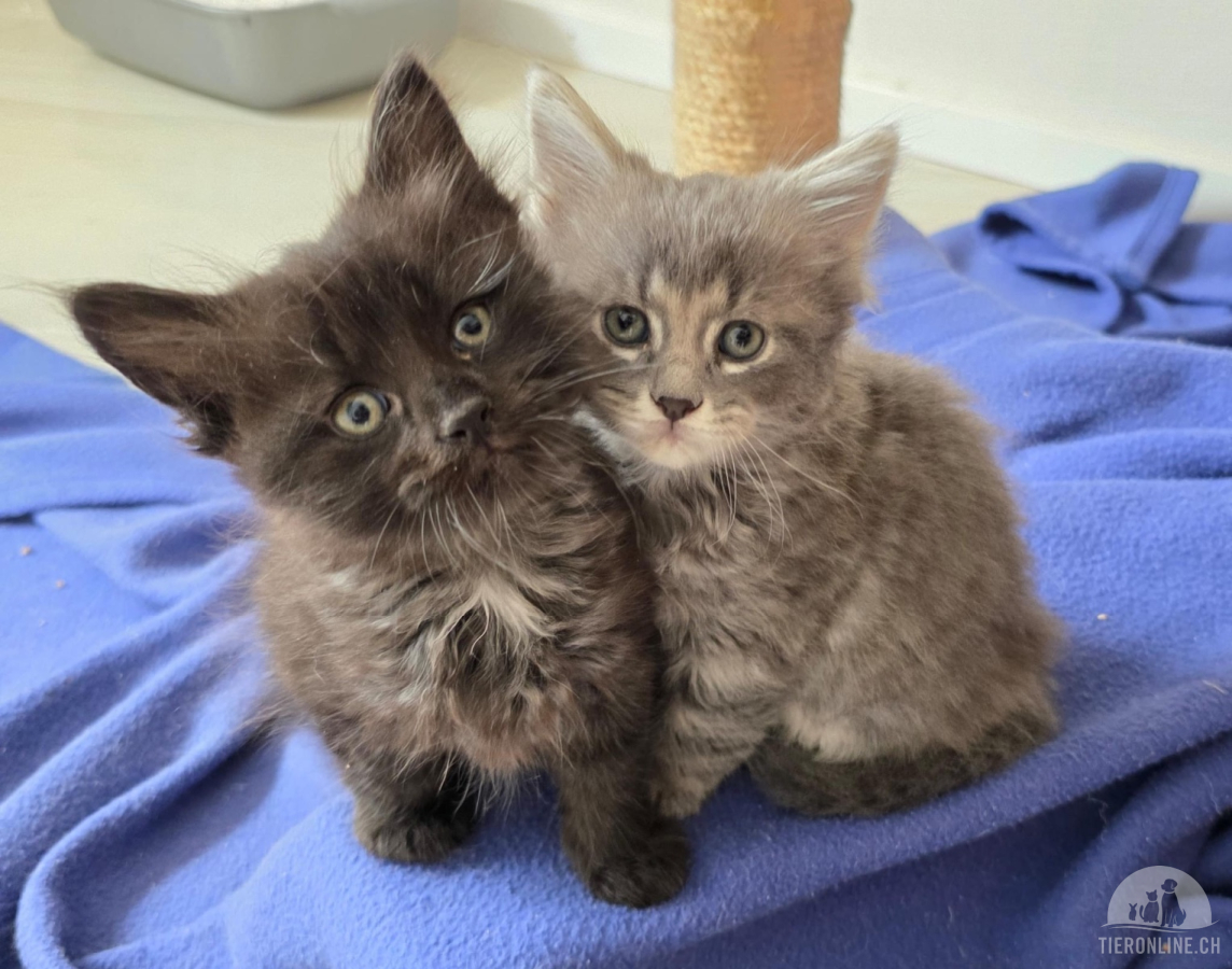 Katzen Ausland