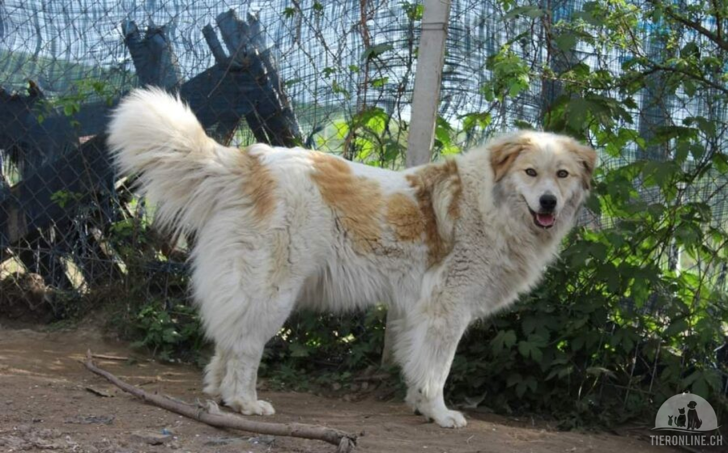 Hunde Ausland