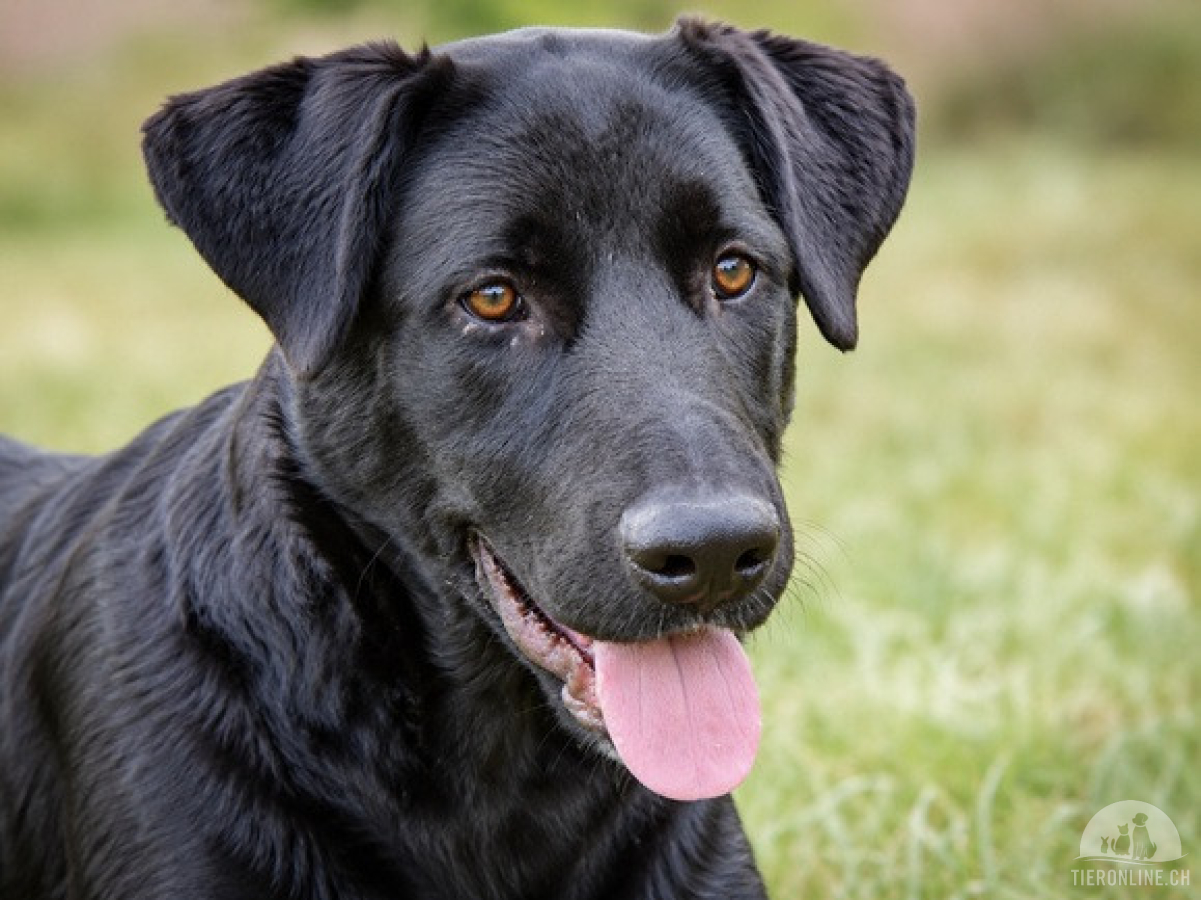 Hunde Ausland