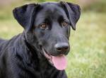 Clyde - grosser Schmuser