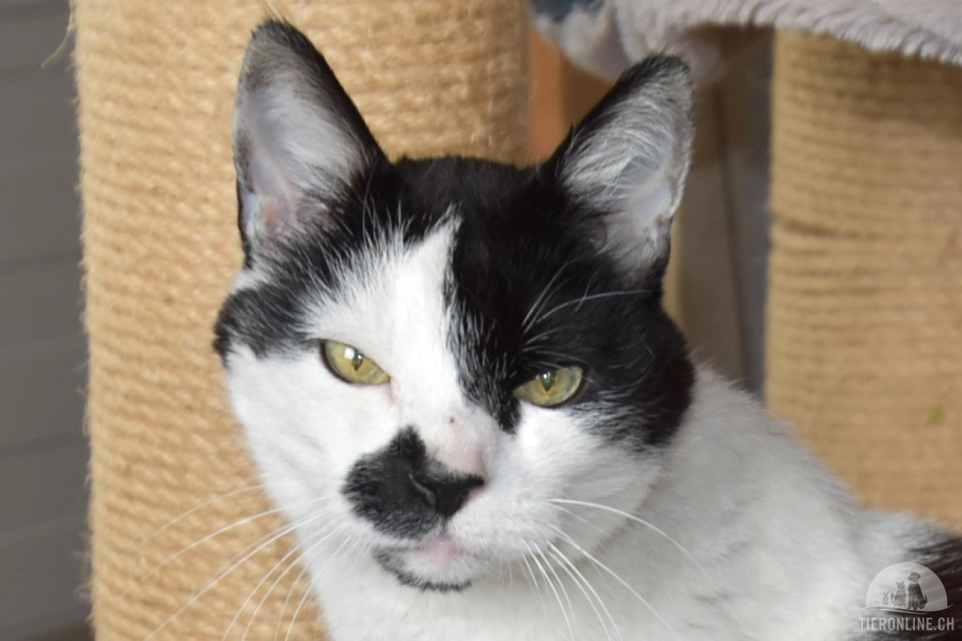 Katzen Schweiz