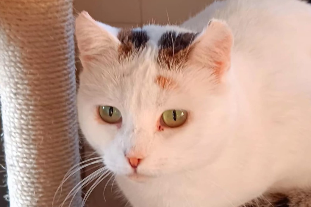 Janice, EHK – Katze zur Adoption im Kanton Freiburg