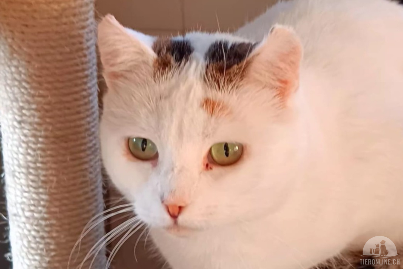 Katzen Schweiz
