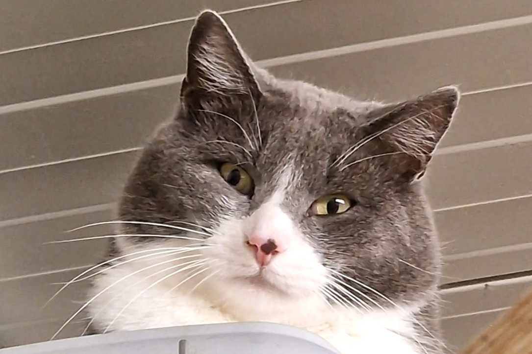 Tavolino, EHK – Katze zur Adoption im Kanton Freiburg