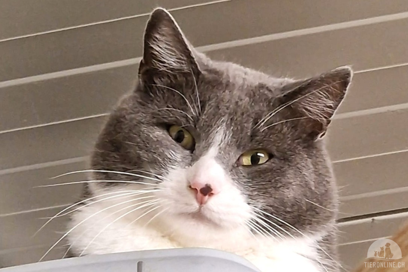 Katzen Schweiz